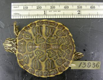 Media type: image; Herpetology R-13936
